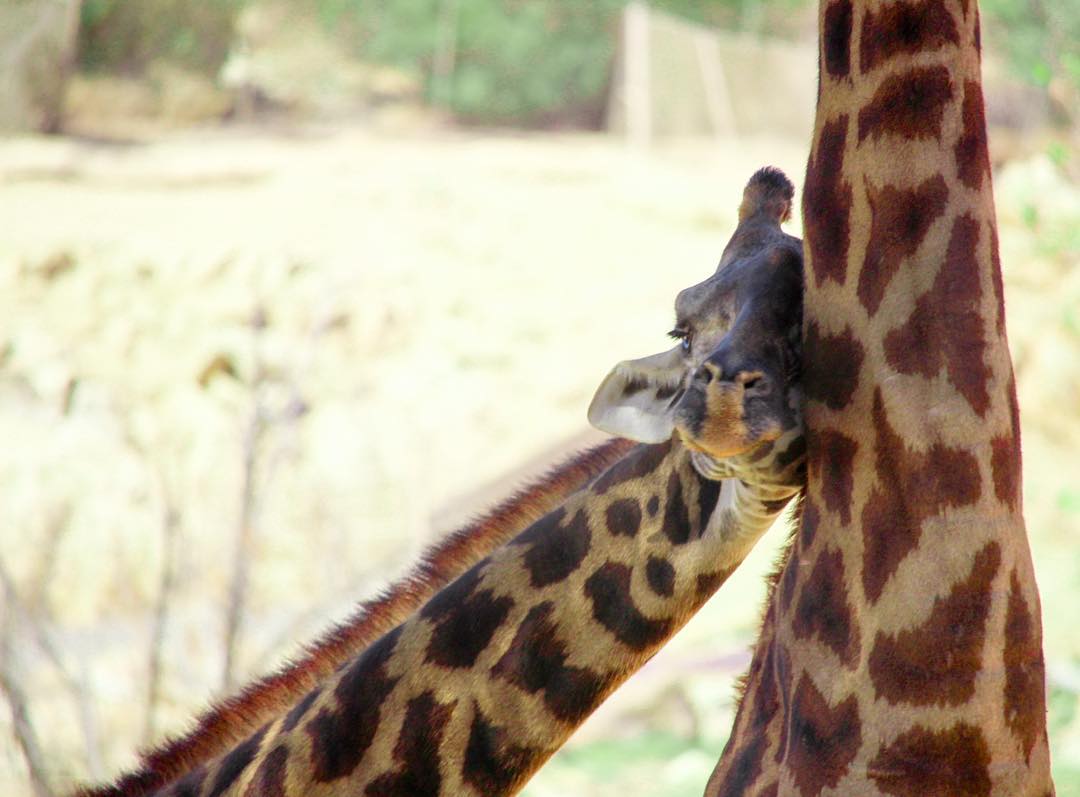 Wildlife