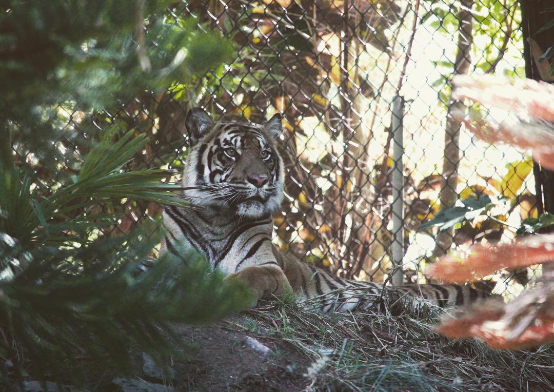 Wildlife
